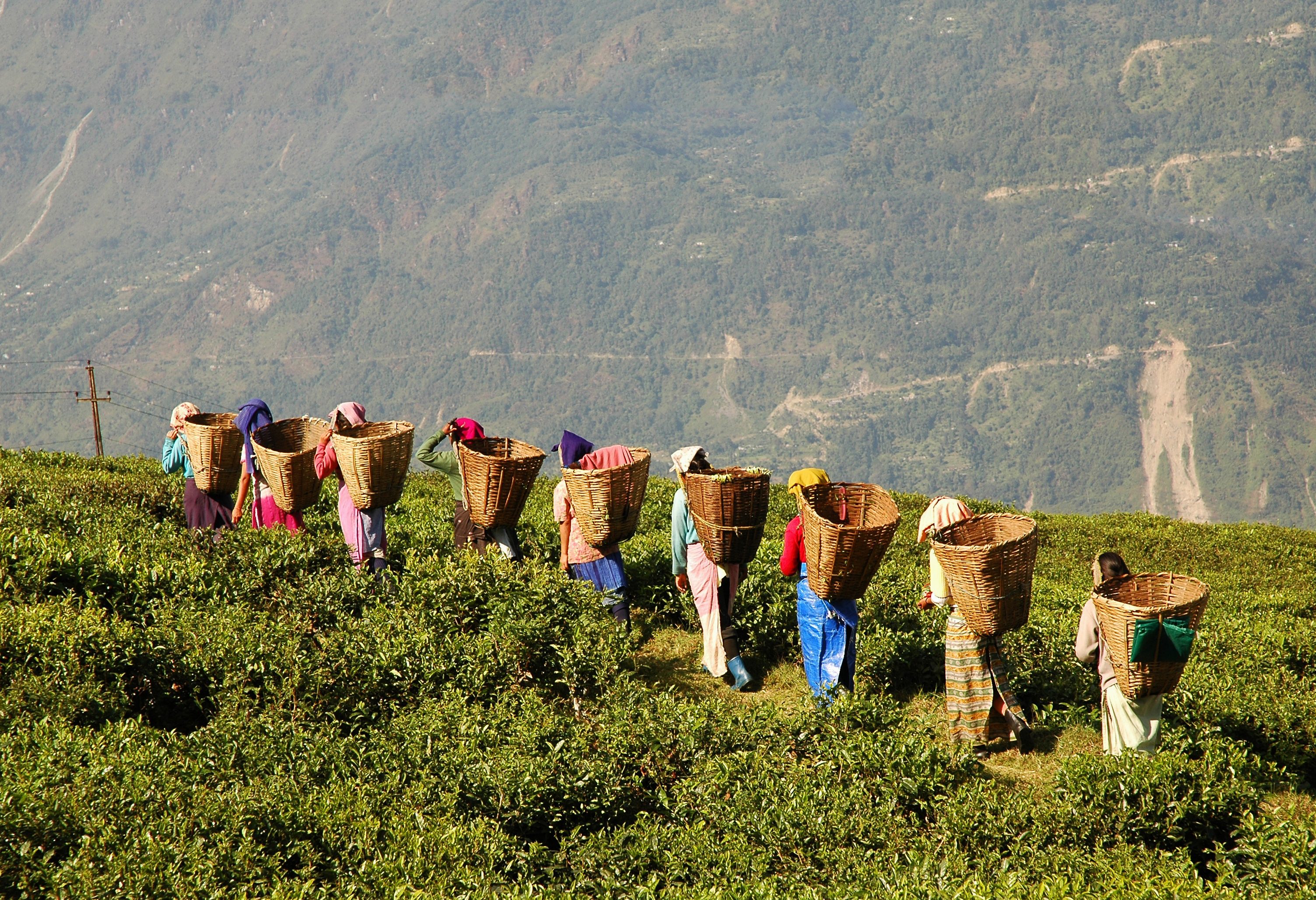 Theeplukkers in de Cameron Highlands in Maleisie